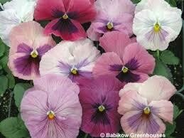 PANSY - DELTA PINK SHADES  -  6 PACK
