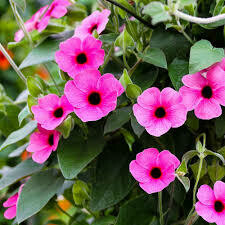 THUNBERGIA - ARIZONA ROSE SENSATION - 4.5 SQ POT