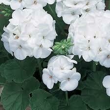 GERANIUM - MAVERICK WHITE  -  3.5" ROUND POT