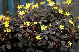 OXALIS - BURGUNDY  -  4.5" SQ POT