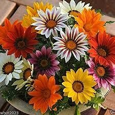 GAZANIA - NEW DAY MIX IMP - 6 PACK GAZANIA - NEW DAY MIX IMP - 6 PACK