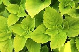 COLEUS - MAIN STREET CHARTRES STREET  -  4.5" SQ POT