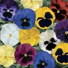 PANSY - DELTA PREMIUM MIX - 6 PACK PANSY - DELTA PREMIUM MIX - 6 PACK