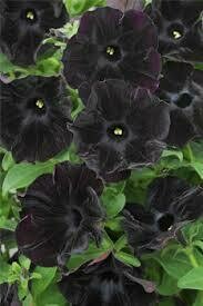 PETUNIA - RAY BLACK  - 4.5" SQ POT