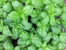 BASIL - GENOVESE EMILY - 5" ROUND POT
