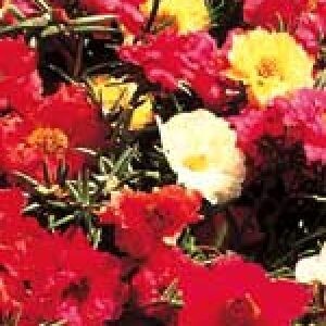 PORTULACA SUNDIAL MIX - 6 PACK