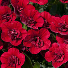 CALIBRACHOA - DOUBLE DEEP RED  -  4.5" ROUND POT