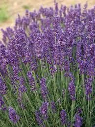 LAVENDER - HIDCOTE BLUE