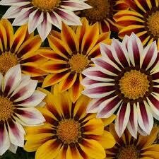 GAZANIA, NEW DAY TIGER MIX 6 PACK