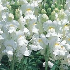 SNAPDRAGON SNAPSHOT, WHITE 6 PACK