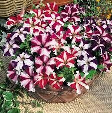 10" HANGING BASKET VARIOUS SELECTIONS - WHATS AVAILABLE