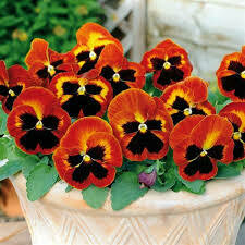 PANSY, MATRIX SOLAR FLARE 6 PACK