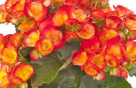 BEGONIA, SOLENIA CARNEVAL