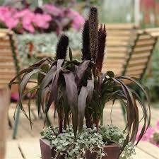 PENNISETUM PURPLE BARON - 1 GALLON PENNISETUM PURPLE BARON - 1 GALLON