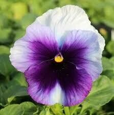 PANSY, DELTA PRM BEACONSFIELD 6 PACK
