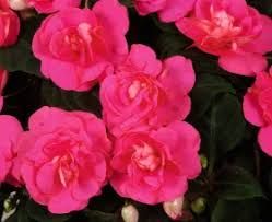 IMPATIENS DBL ROSE - 3" SQ POT
