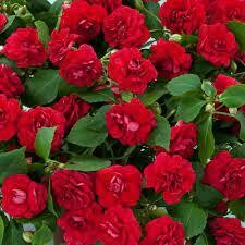 IMPATIENS DBL ELEGANT RED - 3" SQ POT