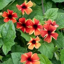 THUNBERGIA SUN SUS AMBER STRIPE - 4.5 THUNBERGIA SUN SUS AMBER STRIPE - 4.5" SQ POT