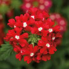 VERBENA VANESSA CASCADING RED - 4.5 VERBENA VANESSA CASCADING RED - 4.5" SQ