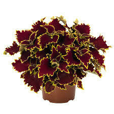 COLEUS STAINED GLASS CROWN JEWEL - 4.5 COLEUS STAINED GLASS CROWN JEWEL - 4.5" SQ POT
