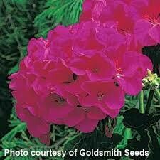 GERANIUM - MAVERICK VIOLET