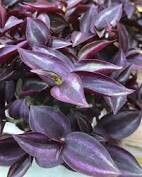 WANDERING JEW PURPLE - 4.5" SQ POT