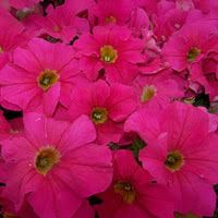 PETUNIA - DREAMS PINK  - 6 PACK