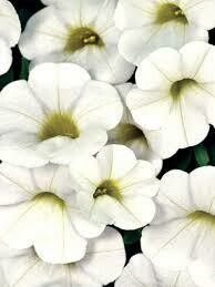CALIBRACHOA CAL WHITE - 4.5" RD POT