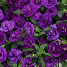 CALIBRACHOA DOUBLE BLUE - 4.5" RD POT