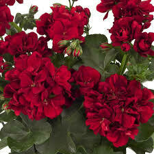 GERANIUM IVY GREAT BALLS OF FIRE DARK RED - 4.5" SQ POT