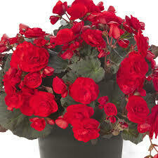 BEGONIA - SOLENIA SCARLET 5" ROUND POT