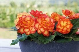 BEGONIA - NON STOP FIRE