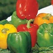 PEPPER MIXED BELL 6 PACK