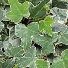 HEDER GLACIER HEDER GLACIER