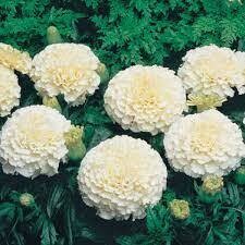 MARIGOLD WHITE SWAN- 6 PACK