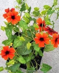 THUNBERGIA - SUSIE ORANGE
