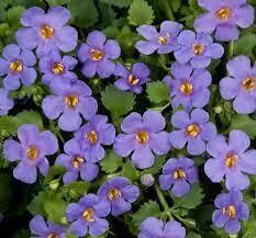 BACOPA SCOPIA GULLIVER BLUE