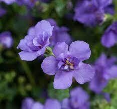 BACOPA DOUBLE INDIGO