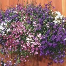 LOBELIA REGATTA MIX - 6 PACK