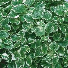 PLECTRANTHUS SWEDISH IVY - 4.5" SQ POT