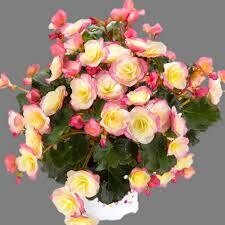 BEGONIA SOLENIA GLORY BICOLOR - 5" ROUND POT