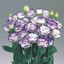 LISIANTHUS BLUE RIM - 4.5" SQ POT