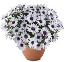 OSTEOSPERMUM BESTIE TRUSTY AMETHYST - 4.5" SQ POT