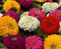 ZINNIA PRO DOUBLE MIX - 6 PACK