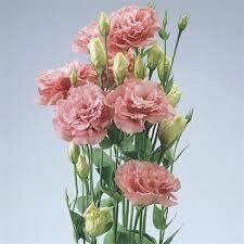 LISIANTHUS ROSE - 4.5" SQ POT