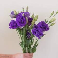 LISIANTHUS PURPLE - 4.5 LISIANTHUS PURPLE - 4.5" SQ POT