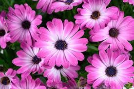 OSTEOSPERMUM OPTIMISTIC PINK - 4.5 OSTEOSPERMUM OPTIMISTIC PINK - 4.5" SQ POT