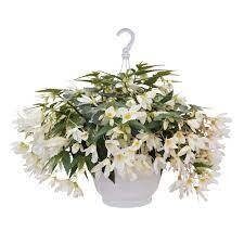 BEGONIA GROOVY WHITE - 4.5" SQ POT