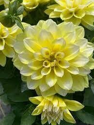 DAHLIA HYPNOTICA LEMON SWIRL - 4.5 DAHLIA HYPNOTICA LEMON SWIRL - 4.5" SQ POT