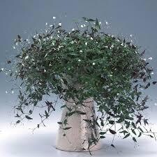 WANDERING JEW BRIDAL VEIL - 4.5 WANDERING JEW BRIDAL VEIL - 4.5" SQ POT